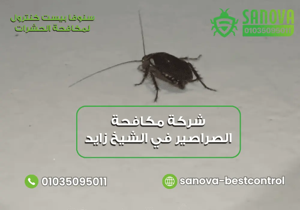 أفضل شركة مكافحة الصراصير في الشيخ زايد مع سنوفا بست كنترول 01035095011