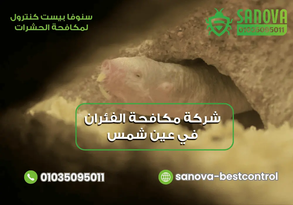 شركة مكافحة الفئران في عين شمس | سنوفا 01035095011 أفضل شركة مكافحة الفئران في عين شمس مع سنوفا بست كنترول 01035095011
