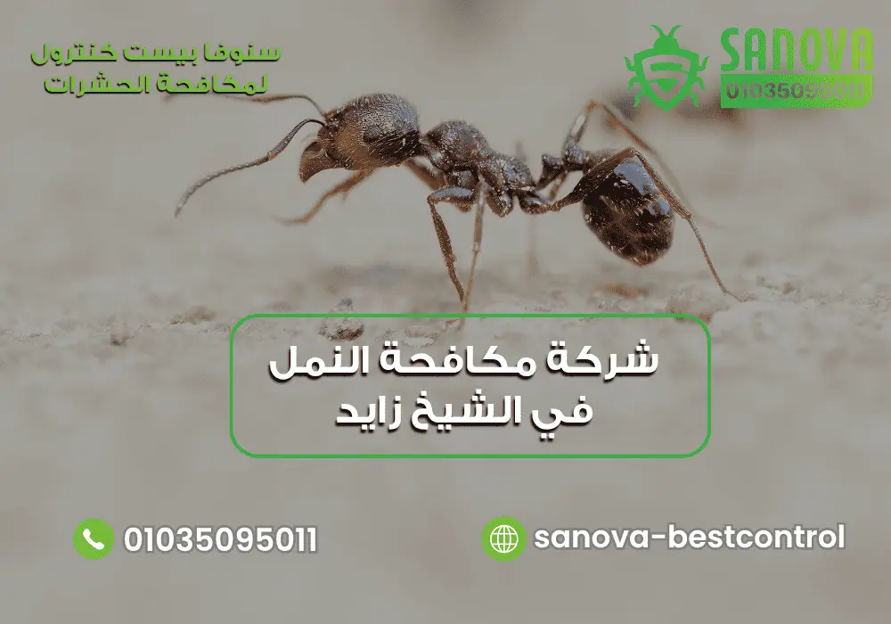 أفضل شركة مكافحة النمل في الشيخ زايد مع سنوفا بست كنترول 01035095011