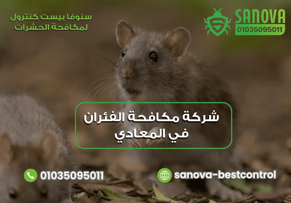 شركة مكافحة الفئران في المعادي | سنوفا 01035095011