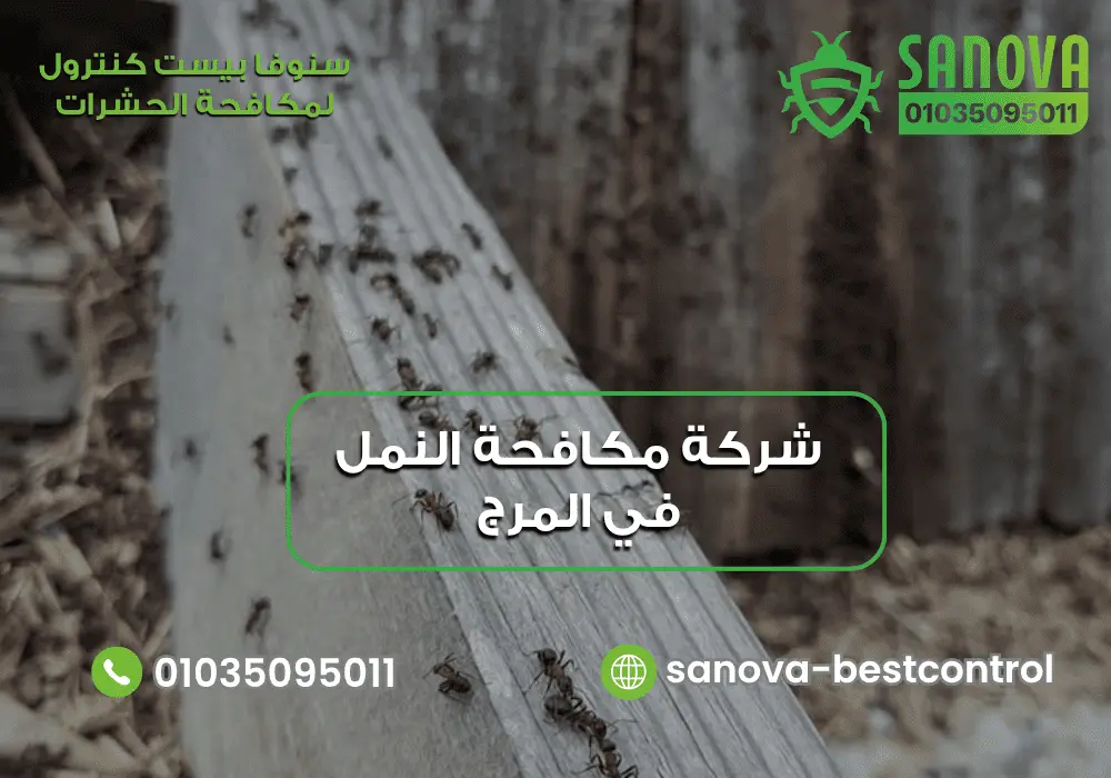 شركة مكافحة النمل في المرج | سنوفا 01035095011 إبادة مستعمرات النمل داخل المنزل مع سنوفا بست كنترول 01035095011