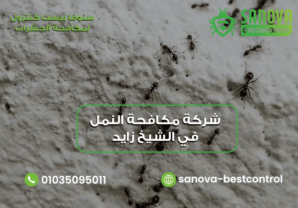 رقم شركة مكافحة النمل في الشيخ زايد مع سنوفا بست كنترول 01035095011