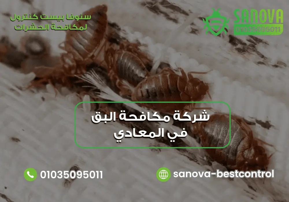 شركة مكافحة البق في المعادي | سنوفا 01035095011