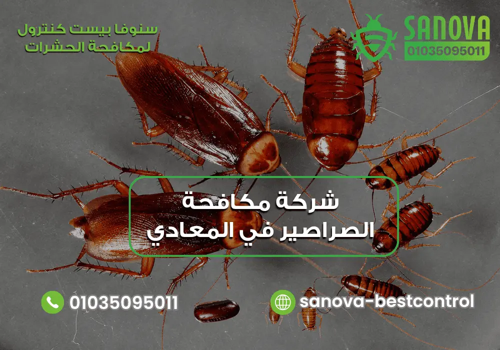 شركة مكافحة الصراصير في المعادي | سنوفا 01035095011