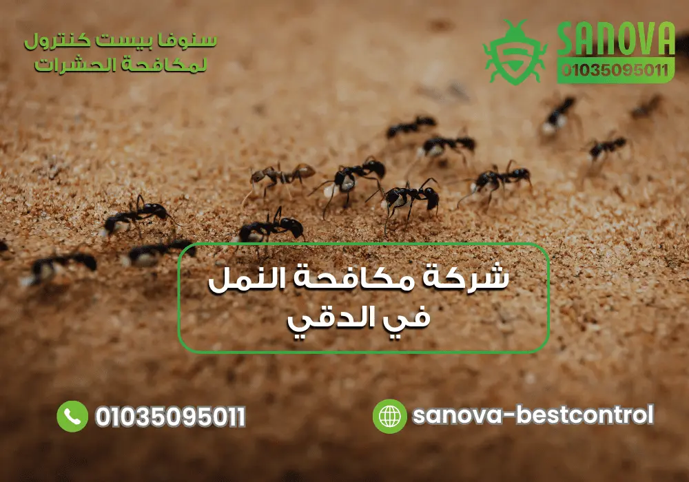 شركة إبادة النمل في الدقي مع سنوفا بست كنترول 01035095011