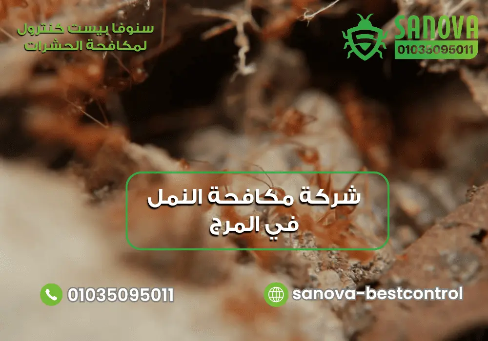 شركة مكافحة النمل في المرج | سنوفا 01035095011 شركة إبادة النمل في المرج مع سنوفا بست كنترول 01035095011