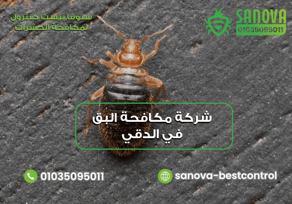 شركة رش البق في الدقي مع سنوفا بست كنترول 01035095011