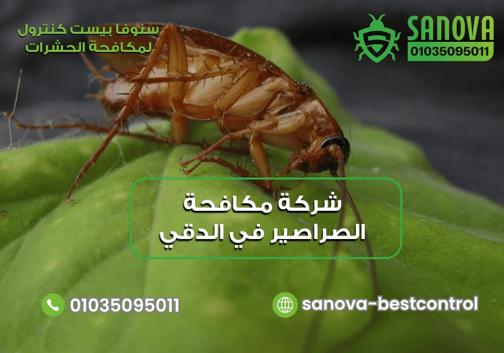 شركة رش الصراصير في الدقي مع سنوفا بست كنترول 01035095011