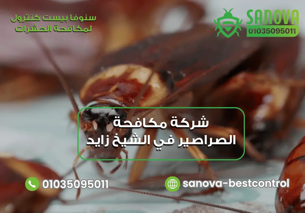 شركة رش الصراصير في الشيخ زايد مع سنوفا بست كنترول 01035095011
