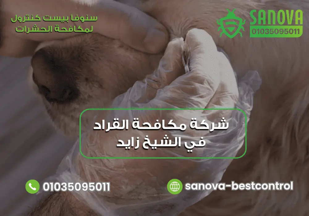 شركة مكافحة القراد في الشيخ زايد | سنوفا 01035095011 شركة رش القراد في الشيخ زايد سنوفا 01035095011