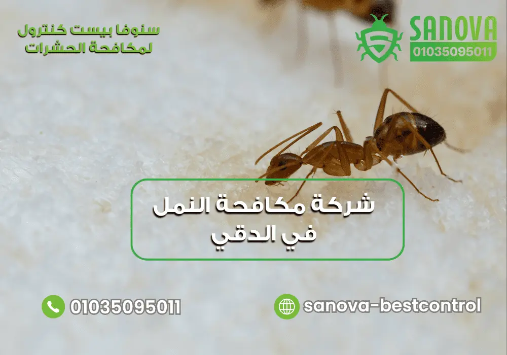 شركة رش النمل في الدقي مع سنوفا بست كنترول 01035095011