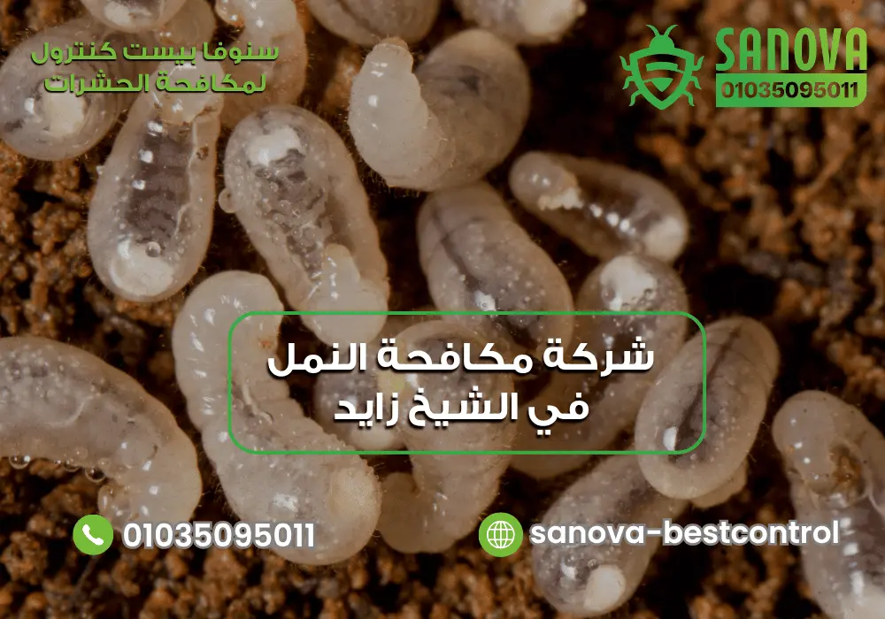 شركة رش النمل في الشيخ زايد مع سنوفا بست كنترول 01035095011