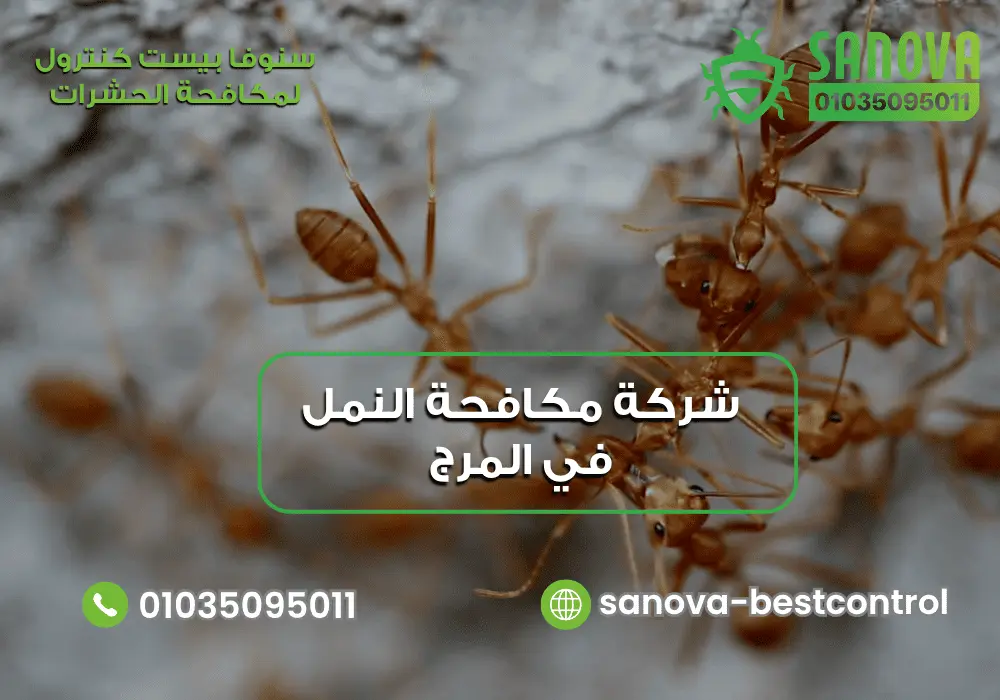 شركة رش النمل في المرج مع سنوفا بست كنترول 01035095011