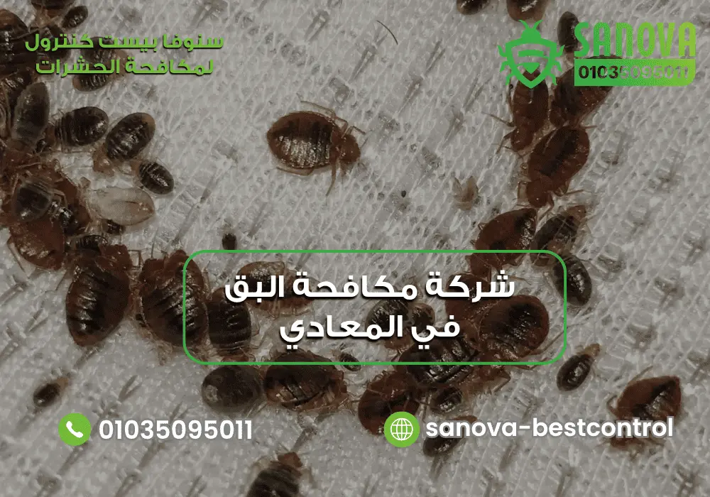 شركة مكافحة البق في المعادي | سنوفا 01035095011 شركة مكافحة البق في المعادي مع سنوفا بست كنترول 01035095011
