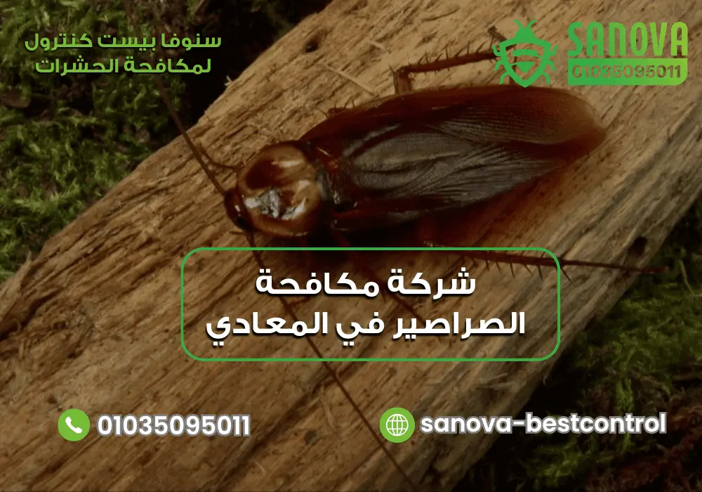 شركة مكافحة الصراصير في المعادي مع سنوفا بست كنترول 01035095011