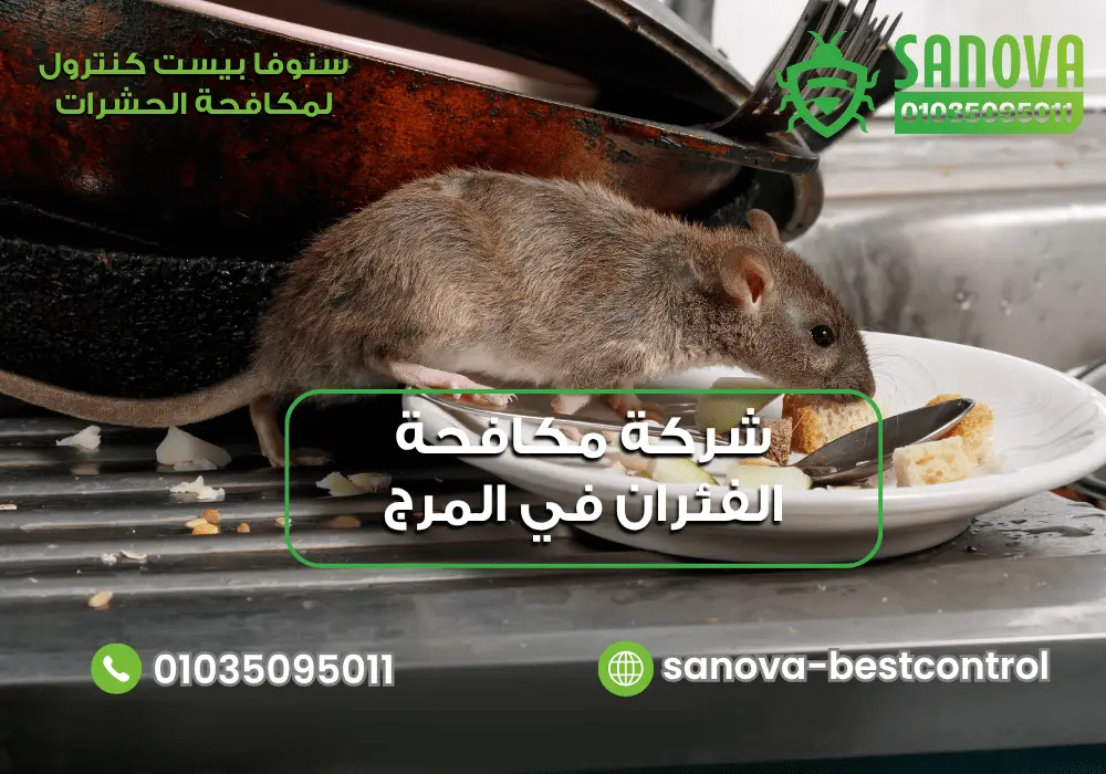 شركة مكافحة الفئران في المرج مع سنوفا بست كنترول 01035095011