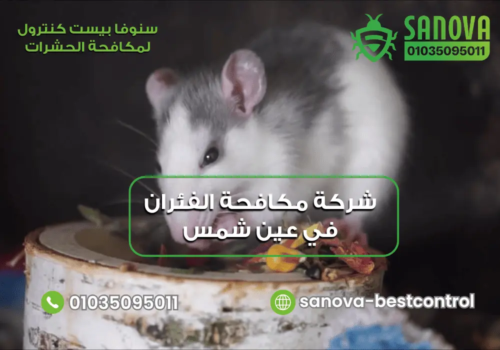 شركة مكافحة الفئران في عين شمس | سنوفا 01035095011 شركة مكافحة الفئران في عين شمس سنوفا 01035095011