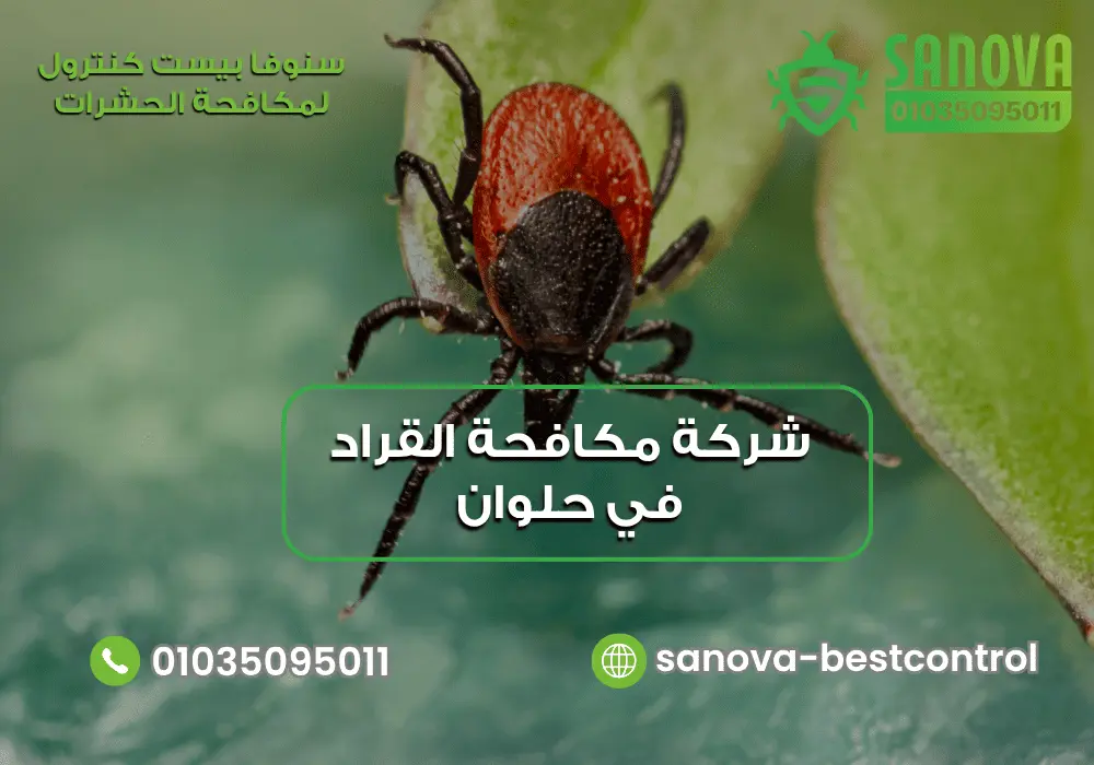 شركة مكافحة القراد في حلوان | سنوفا 01035095011