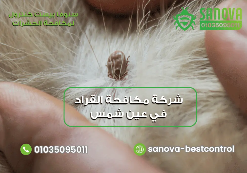 شركة مكافحة القراد في عين شمس | سنوفا 01035095011