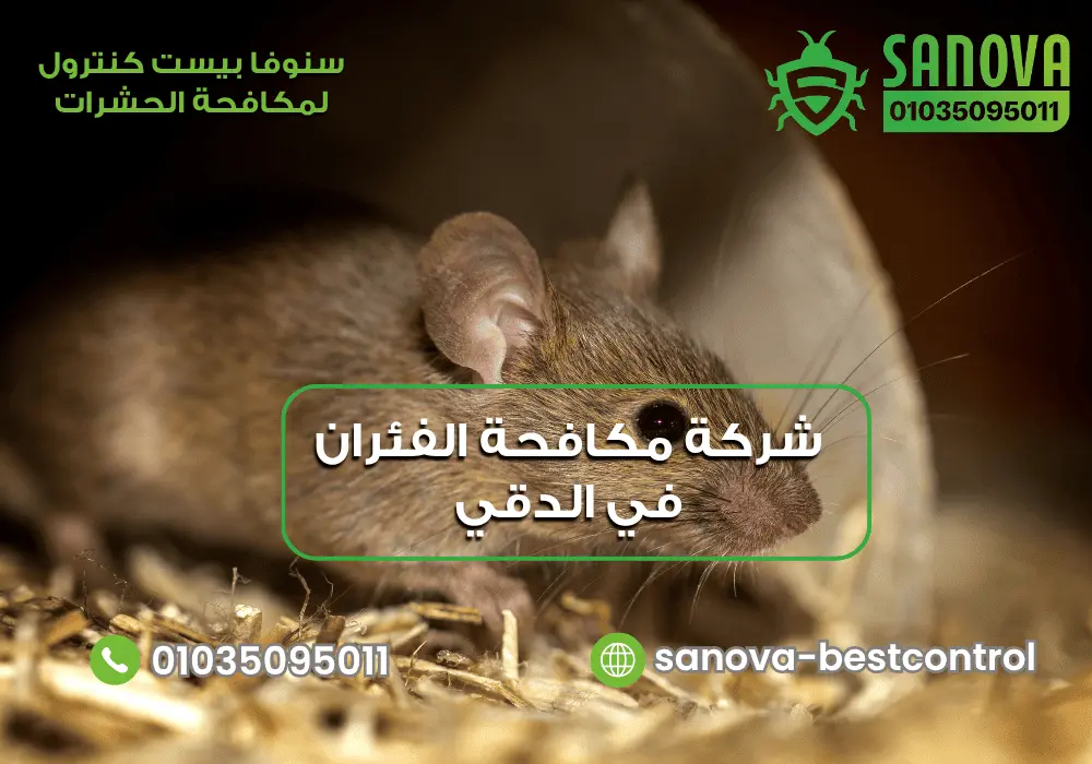 شركة مكافحة القوارض في الدقي مع سنوفا بست كنترول 01035095011