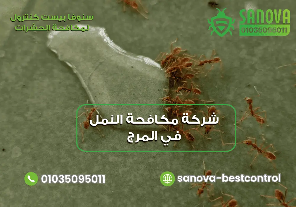 شركة مكافحة النمل في المرج | سنوفا 01035095011 شركة مكافحة النمل في المرج مع سنوفا بست كنترول 01035095011