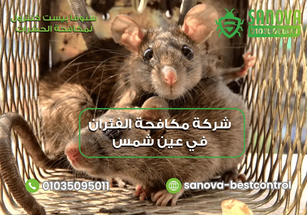 شركة مكافحة الفئران في عين شمس | سنوفا 01035095011 مكافحة الفئران في عين شمس مع سنوفا بست كنترول 01035095011