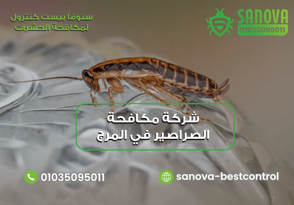 مكافحة بيض الصراصير في المرج مع سنوفا بست كنترول 01035095011