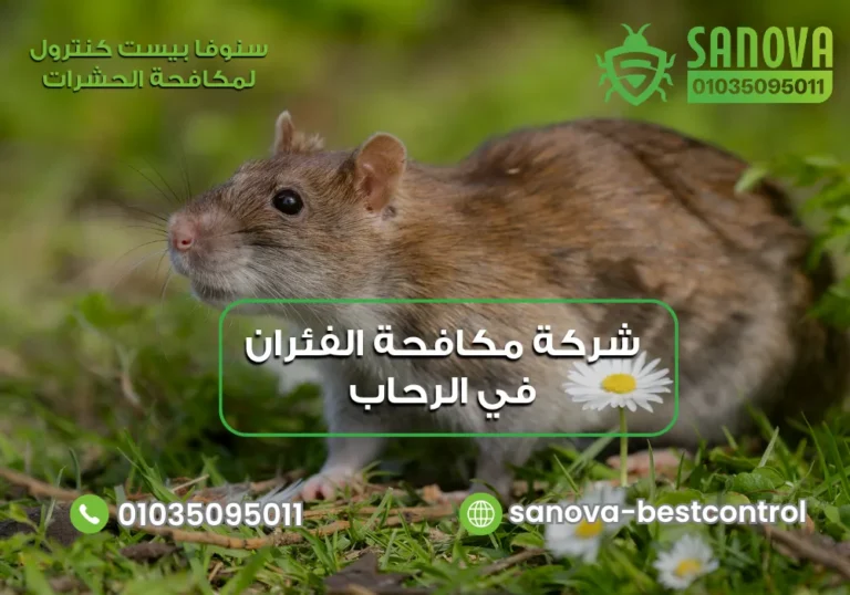 شركة مكافحة الفئران في الرحاب | سنوفا 01035095011 شركة مكافحة الفئران في الرحاب | سنوفا 01035095011