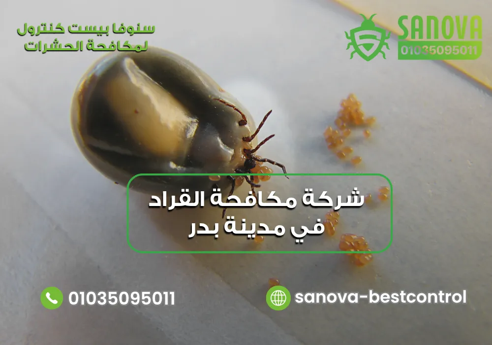 شركة مكافحة القراد في مدينة بدر | سنوفا 01035095011