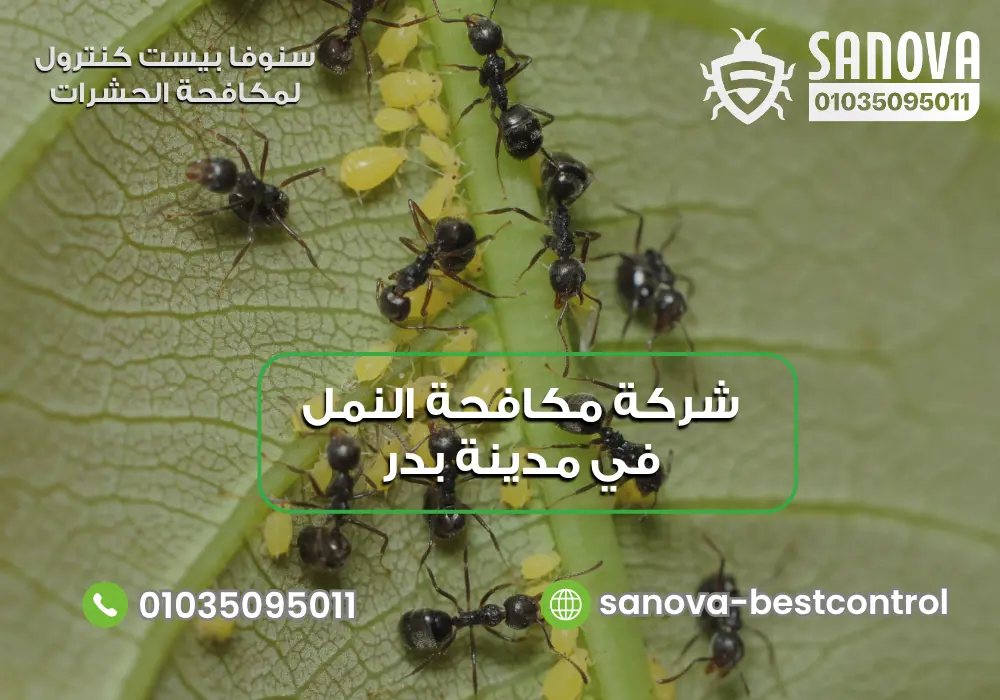 شركة مكافحة النمل في مدينة بدر | سنوفا 01035095011 أسعار مكافحة النمل في مدينة بدر مع سنوفا بست كنترول 01035095011
