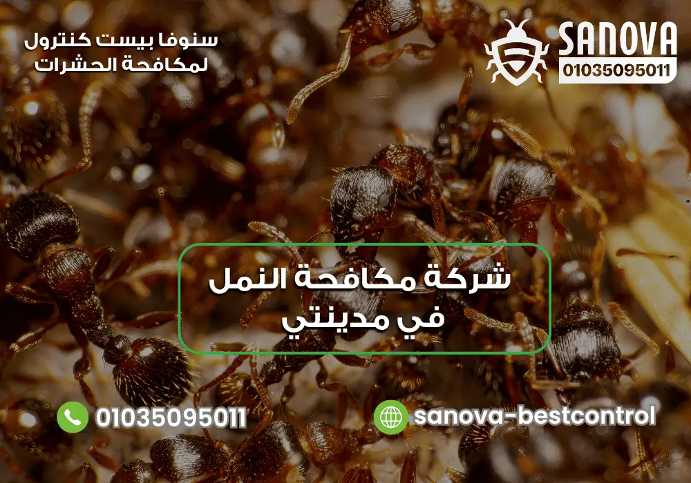 أفضل شركة مكافحة النمل في مدينتي سنوفا 01035095011