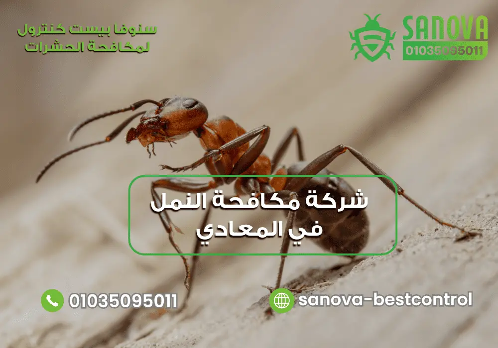 شركة مكافحة النمل في المعادي | سنوفا 01035095011