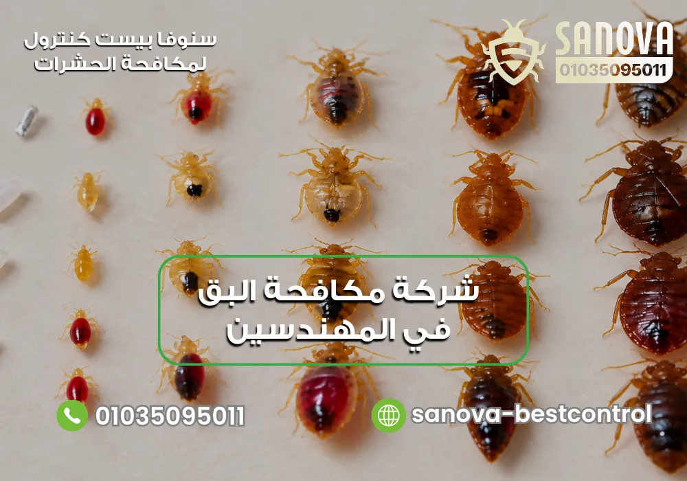 التخلص من البق في المهندسين مع سنوفا بست كنترول 01035095011