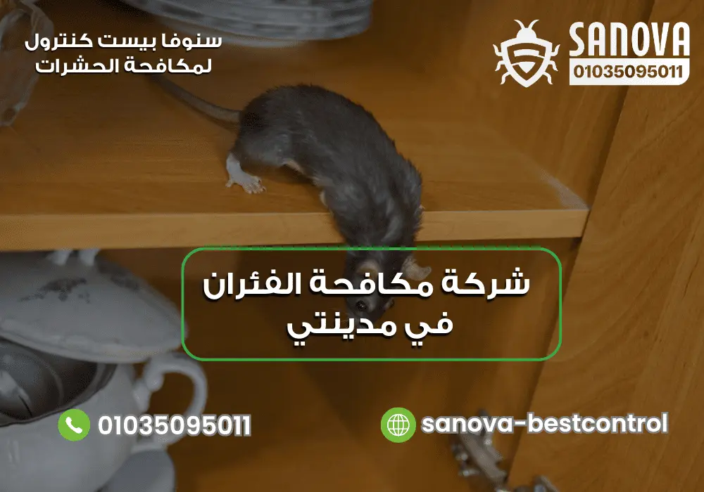 شركة مكافحة الفئران في مدينتي | سنوفا 01035095011 التخلص من الفئران في مدينتي مع سنوفا 01035095011