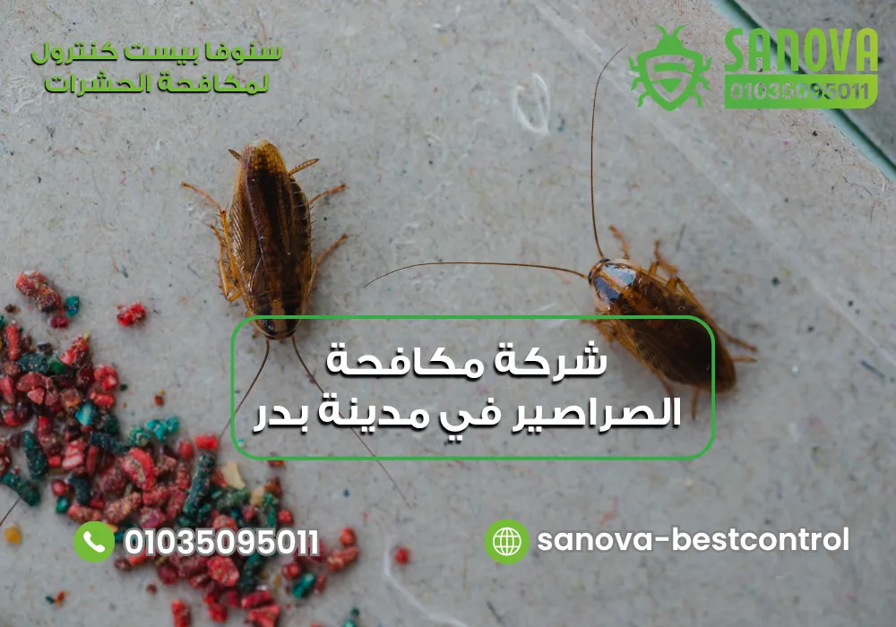 شركة مكافحة الصراصير في مدينة بدر | سنوفا 01035095011 القضاء على الصراصير في مدينة بدر مع سنوفا بست كنترول 01035095011