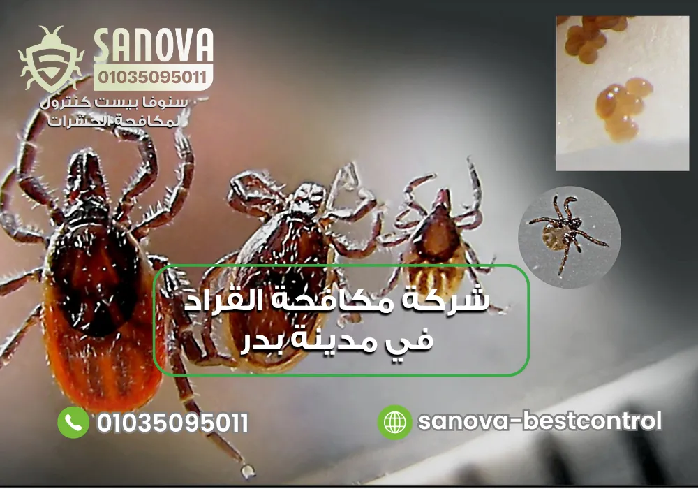 شركة مكافحة القراد في مدينة بدر | سنوفا 01035095011 القضاء على القراد في مدينة بدر مع سنوفا بست كنترول 01035095011