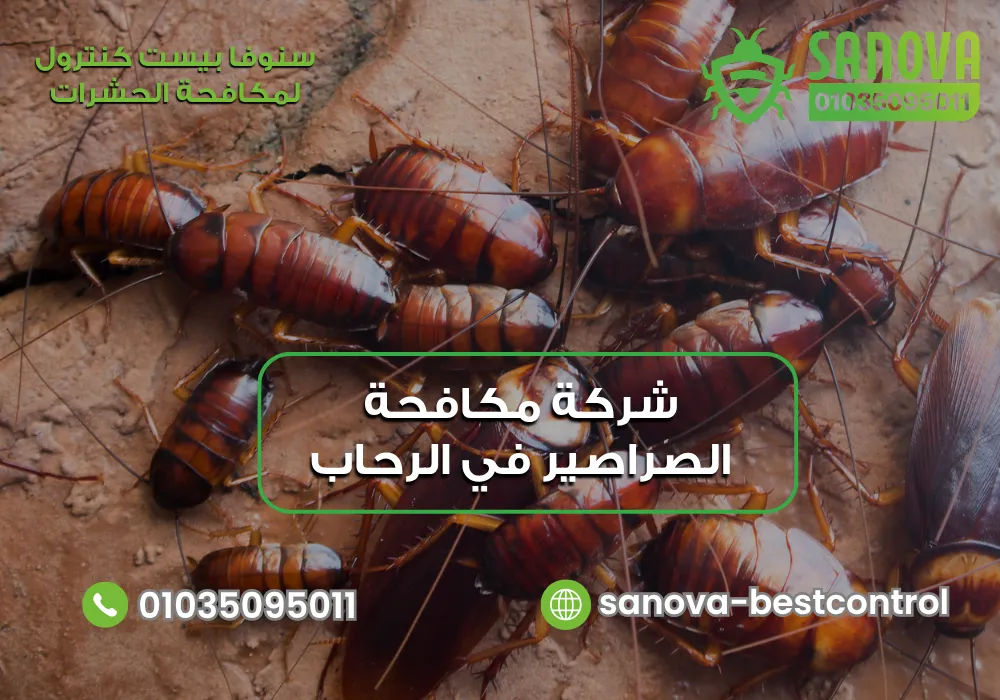 رش الصراصير في الرحاب مع سنوفا بست كنترول 01035095011