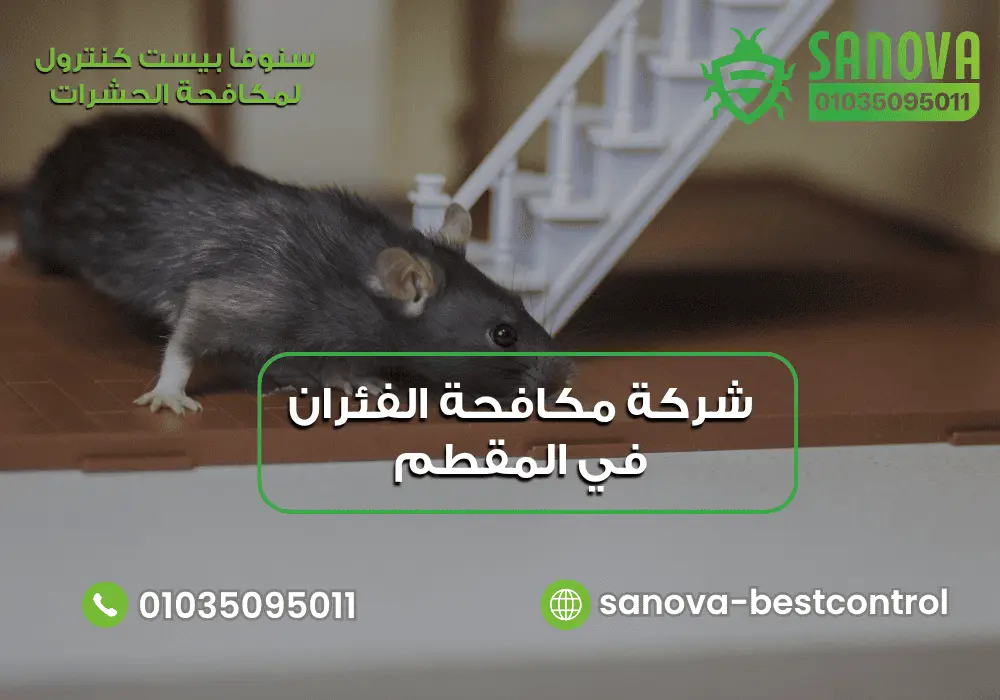 شركة مكافحة الفئران في المقطم | سنوفا 01035095011