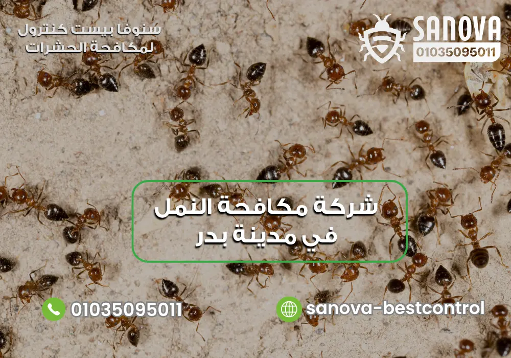 شركة مكافحة النمل في مدينة بدر | سنوفا 01035095011 رقم شركة مكافحة النمل في مدينة بدر مع سنوفا بست كنترول 01035095011