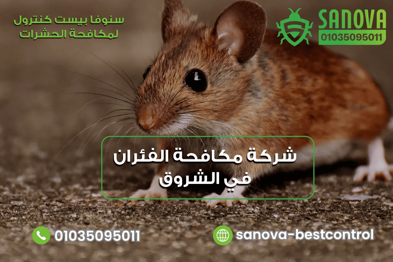 شركة مكافحة الفئران في الشروق | سنوفا 01035095011 شركة إبادة الفئران في الشروق مع سنوفا بست كنترول 01035095011