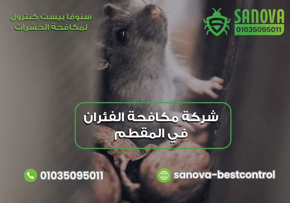 شركة مكافحة الفئران في المقطم | سنوفا 01035095011 شركة إبادة الفئران في المقطم مع سنوفا بست كنترول 01035095011