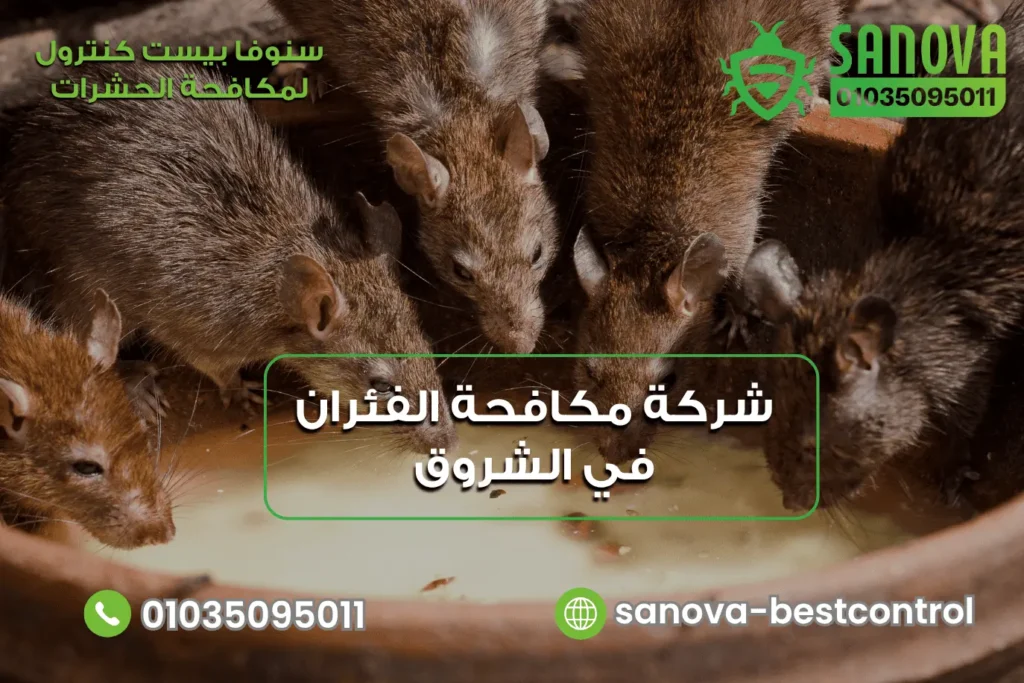 شركة التخلص من الفئران في الشروق مع سنوفا بست كنترول 01035095011