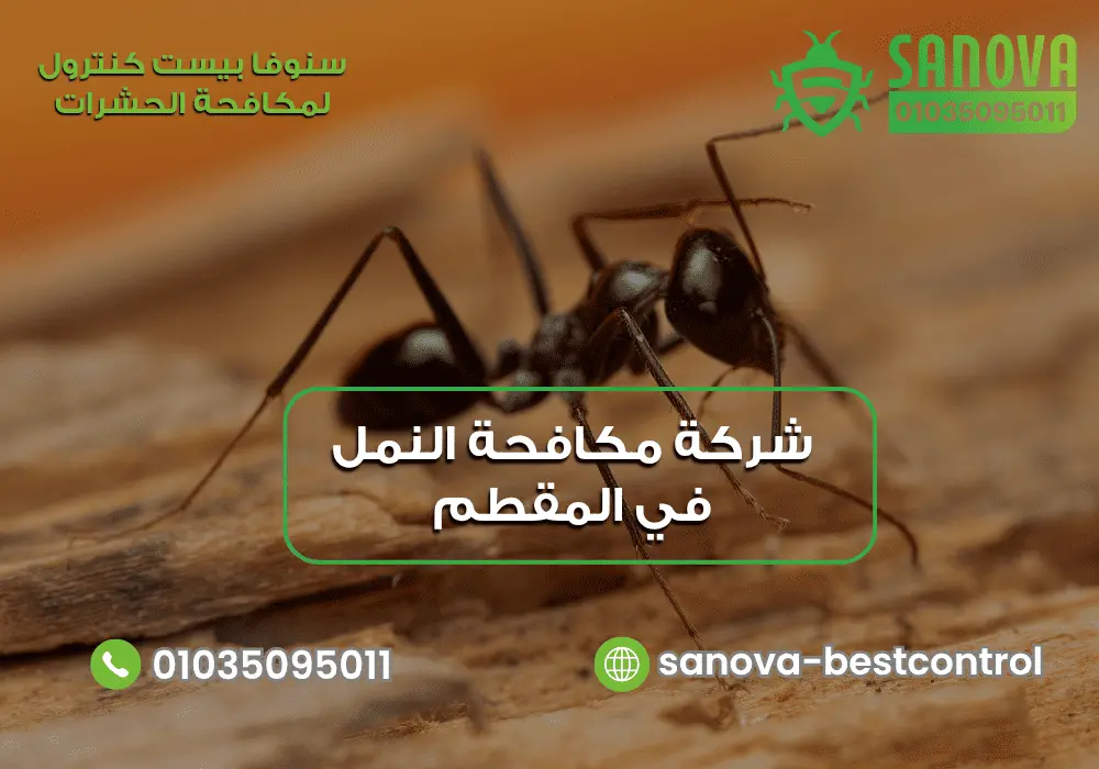 شركة مكافحة النمل في المقطم | سنوفا 01035095011 شركة التخلص من النمل في المقطم مع سنوفا بست كنترول 01035095011