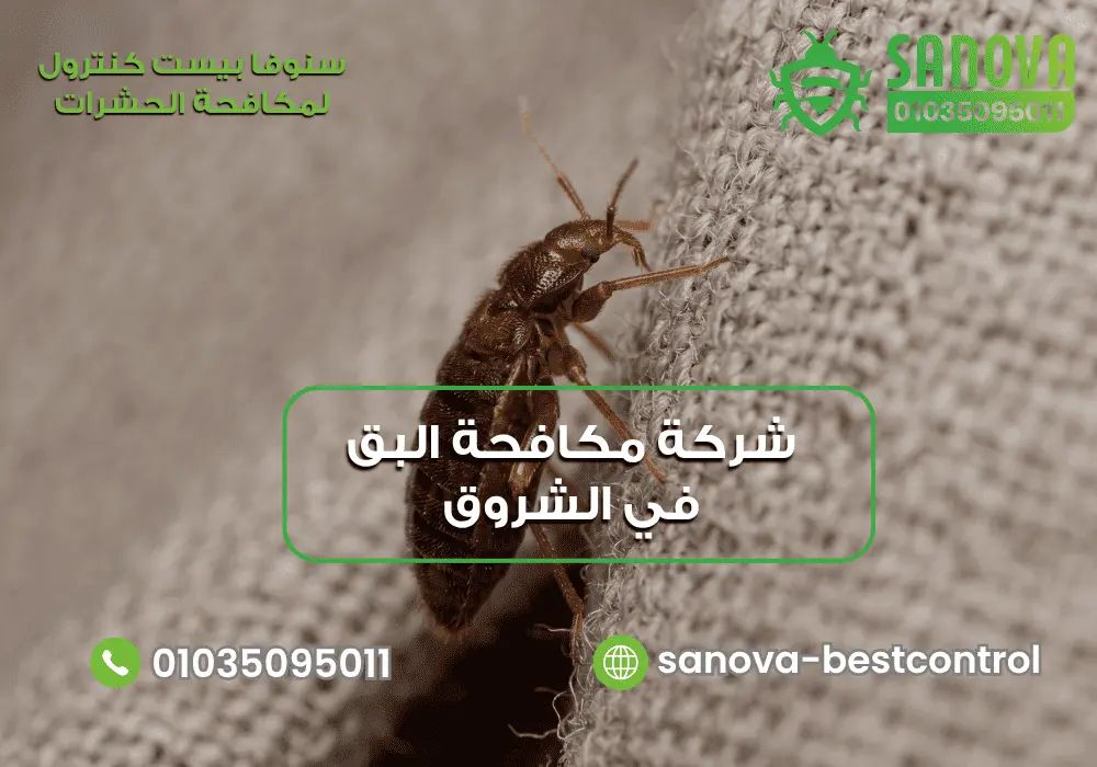 شركة رش البق في الشروق سنوفا 01035095011