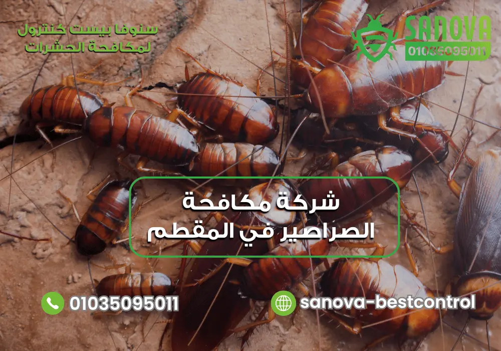 شركة مكافحة الصراصير في المقطم | سنوفا 01035095011 شركة رش الصراصير في المقطم مع سنوفا بست كنترول 01035095011