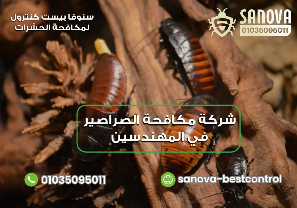 شركة مكافحة الصراصير في المهندسين | سنوفا 01035095011 شركة رش الصراصير في المهندسين مع سنوفا بست كنترول 01035095011