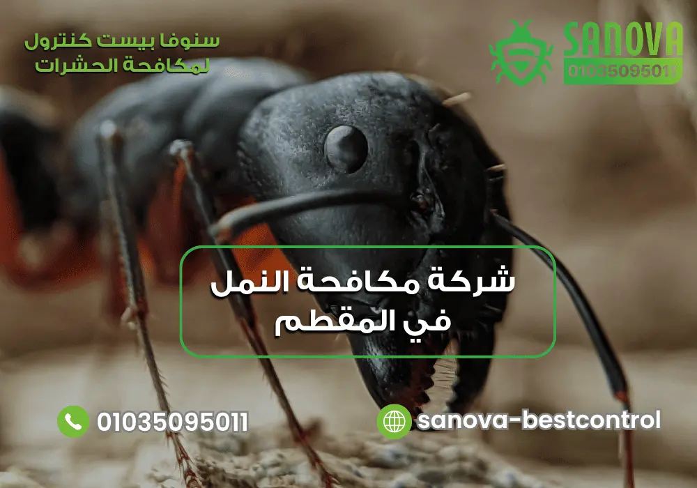 شركة مكافحة النمل في المقطم | سنوفا 01035095011