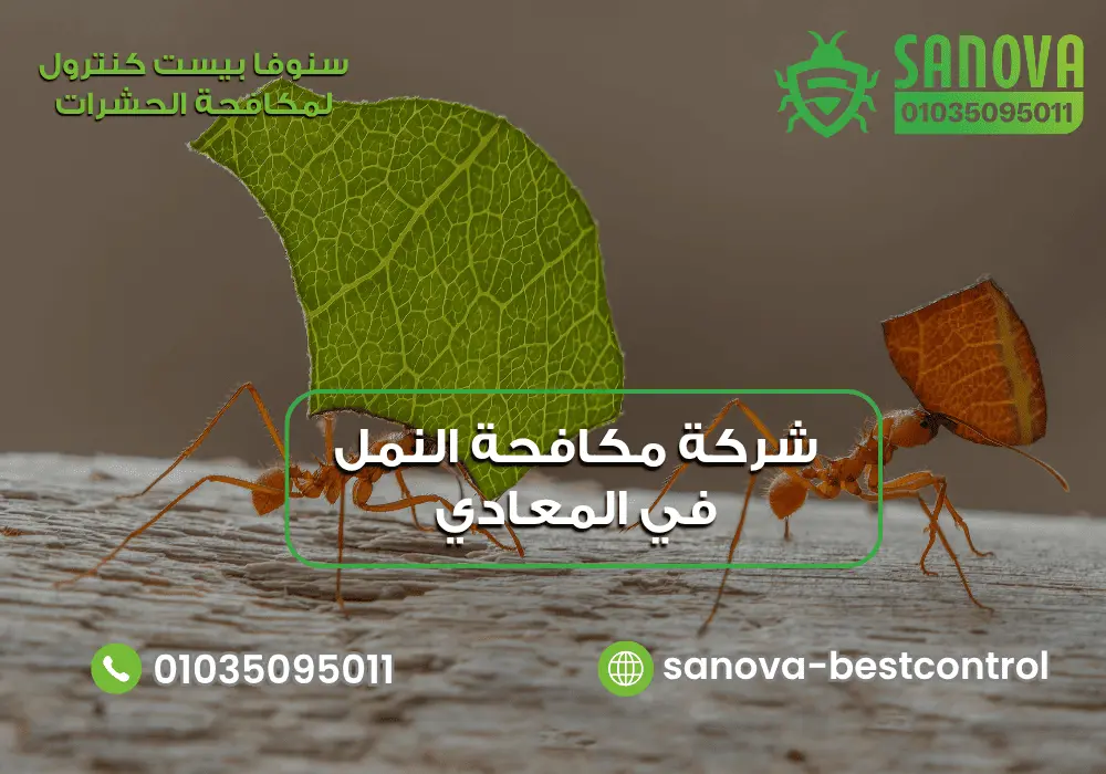 شركة رش النمل في المعادي سنوفا 01035095011
