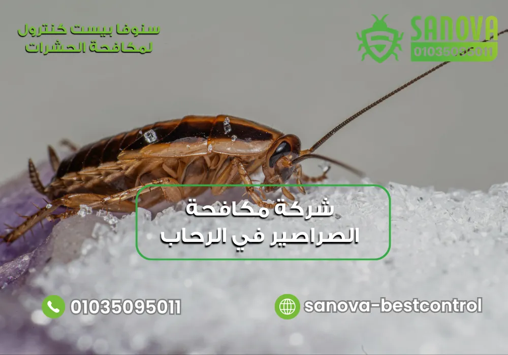 شركة مكافحة الصراصير في الرحاب مع سنوفا بست كنترول 01035095011