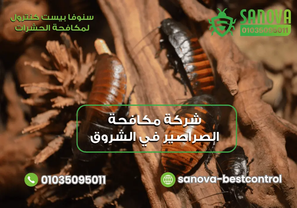 شركة مكافحة الصراصير في الشروق مع سنوفا بست كنترول 01035095011